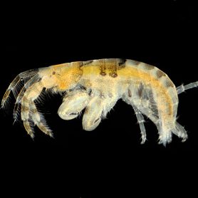 Jassa marmorata, <a href="https://en.wikipedia.org/wiki/Amphipoda" target="_blank">Amphipoda </a>