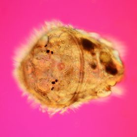 Larvae of Phyllodoce spec., <a href="https://en.wikipedia.org/wiki/Polychaete" target="_blank">Polychaete </a>