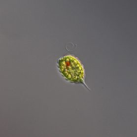 Phacus-nordtstedtii, <a href="https://en.wikipedia.org/wiki/Euglenid" target="_blank">Euglenid </a>