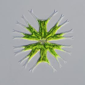 Micrasterias furcata, <a href="https://en.wikipedia.org/wiki/Desmidiales" target="_blank">Desmidiales </a>